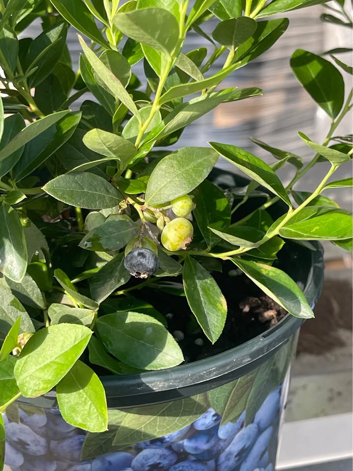 Blueberry Bush — Easy Grow Florida-Friendly Plant alternate view