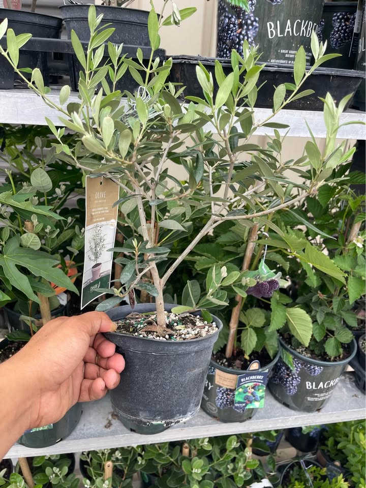 Olive Tree — Self-Pollinating Patio Fruit Tree Facebook photo 9