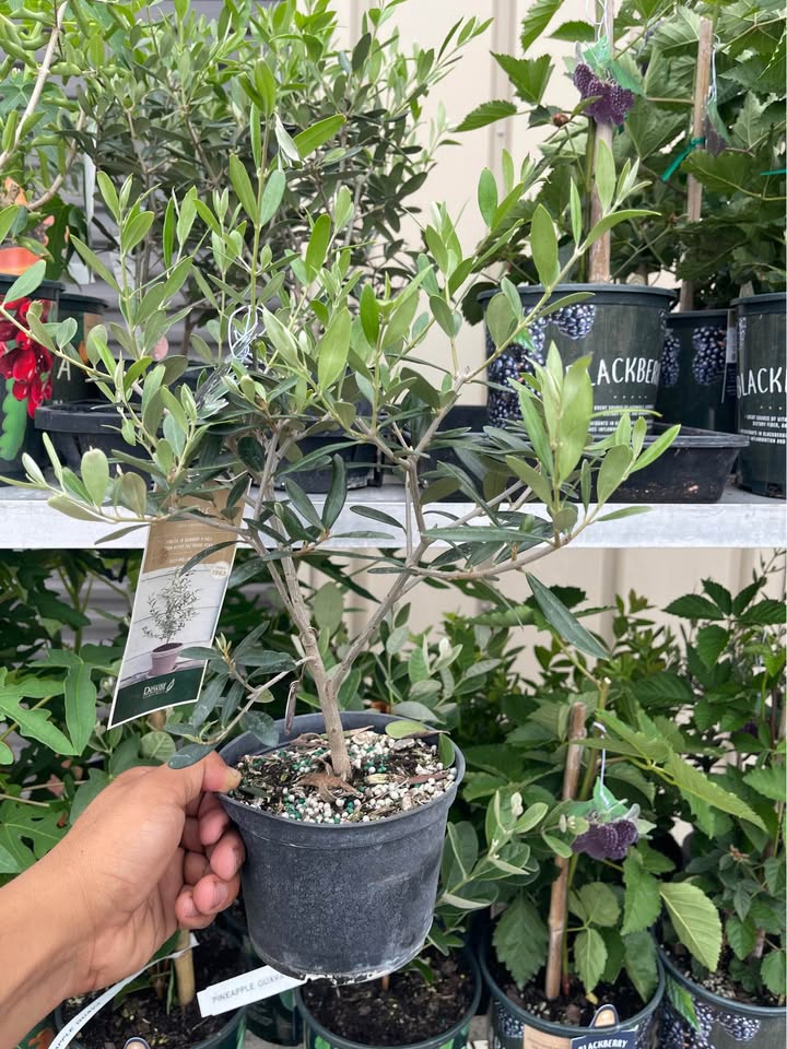 Olive Tree — Self-Pollinating Patio Fruit Tree Facebook photo 7