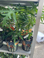 Tropical Papaya Tree — Live Fruit Plant Facebook photo 9