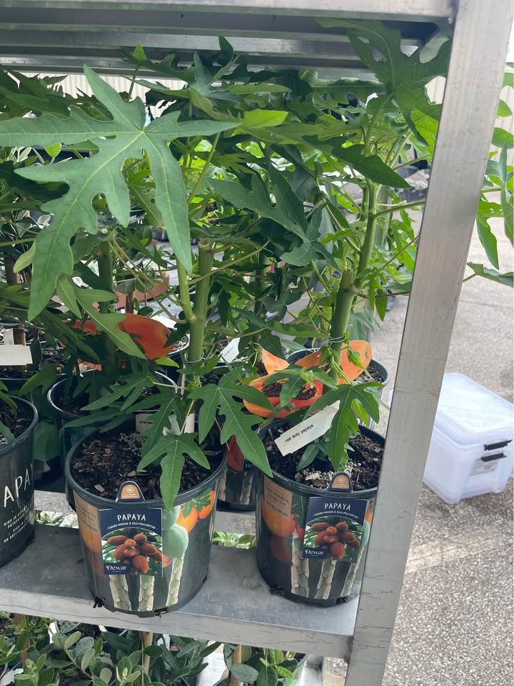 Tropical Papaya Tree — Live Fruit Plant Facebook photo 9