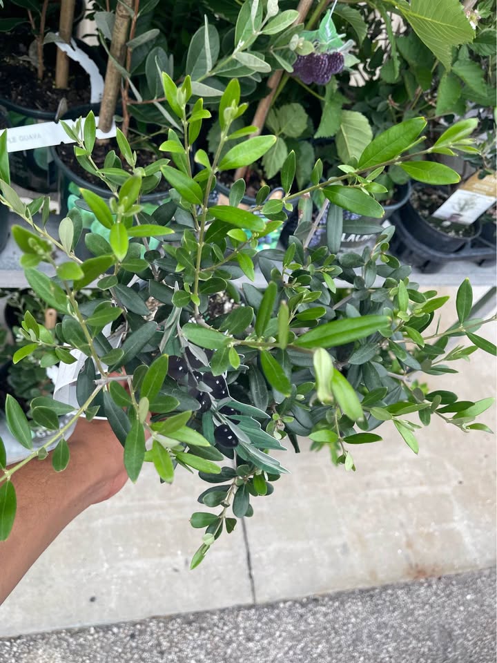 Olive Tree — Self-Pollinating Patio Fruit Tree Facebook photo 4