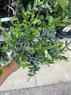 Olive Tree — Self-Pollinating Patio Fruit Tree Facebook photo 4