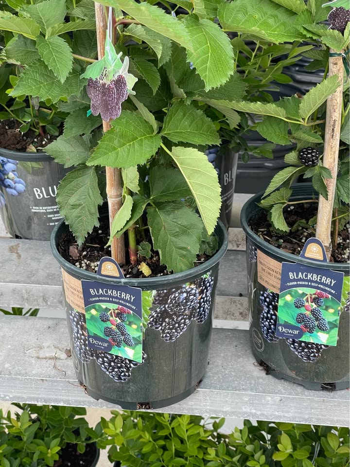 Fruiting Blackberry Plant — Live Berry Plant Facebook photo 5