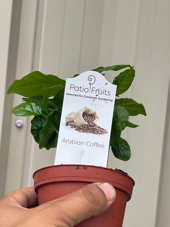 Arabian Coffee Tree — Live Coffee Plant Facebook photo 3