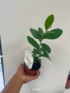 Pineapple Guava Starter Plant — Healthy Feijoa Facebook photo 5
