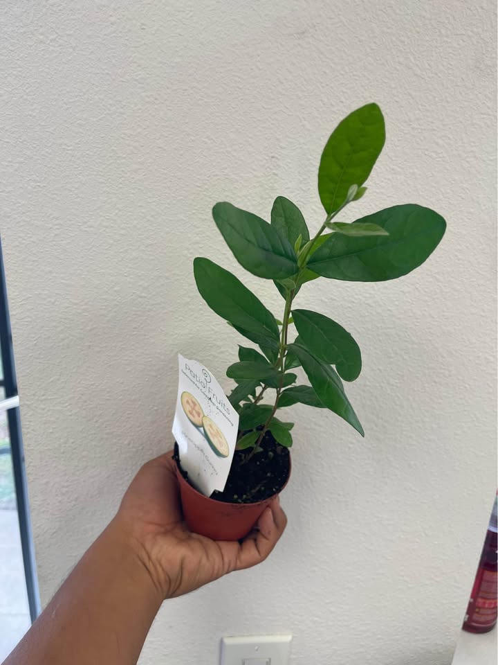 Pineapple Guava Starter Plant — Healthy Feijoa Facebook photo 5