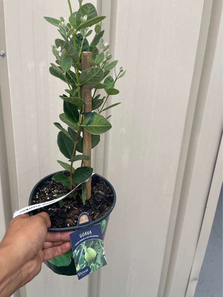 Pineapple Guava (Feijoa) Fruit Tree Facebook photo 10