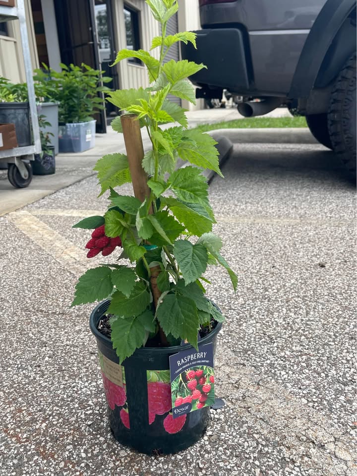 Live Raspberry Plant — Sweet Red Raspberries Facebook photo 3