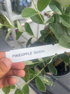 Pineapple Guava (Feijoa) Fruit Tree Facebook photo 8