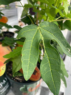 Tropical Papaya Tree — Live Fruit Plant Facebook photo 5