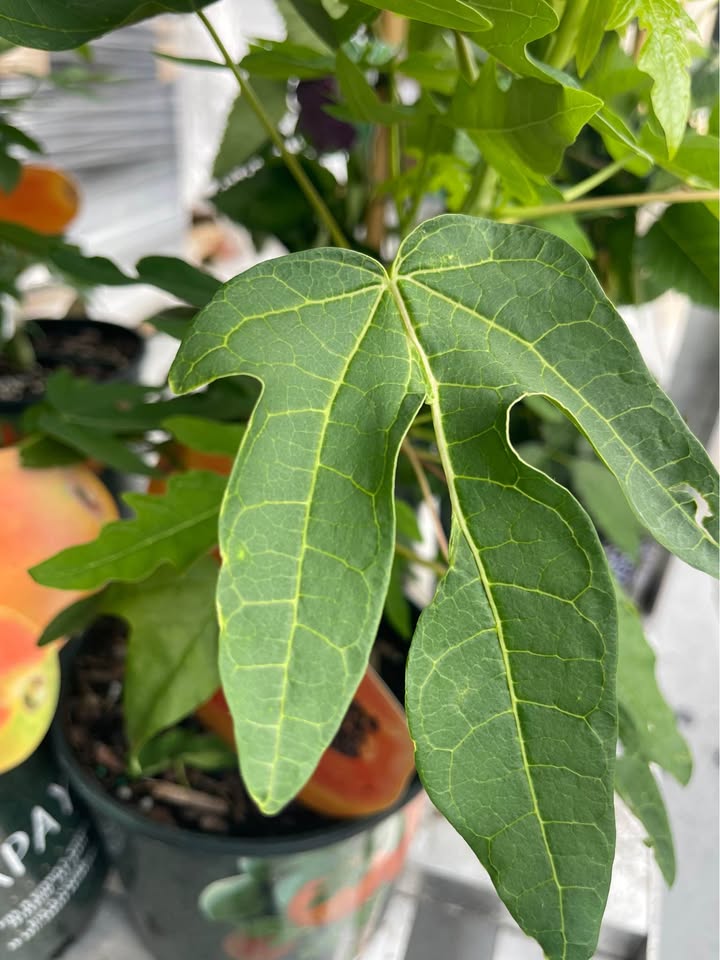 Tropical Papaya Tree — Live Fruit Plant Facebook photo 5