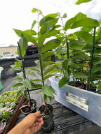Sugar Apple Tree — Thai Lessard Variety Facebook photo 4
