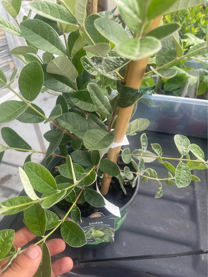 Pineapple Guava (Feijoa) Fruit Tree Facebook photo 2