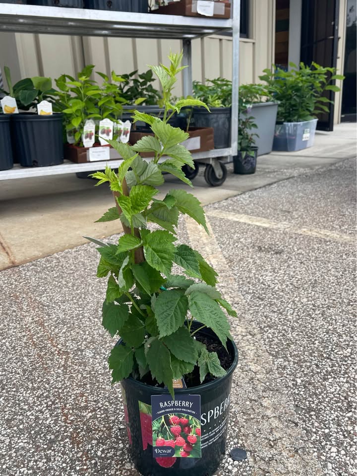 Live Raspberry Plant — Sweet Red Raspberries Facebook photo 4