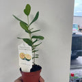 Pineapple Guava Starter Plant — Healthy Feijoa product photo