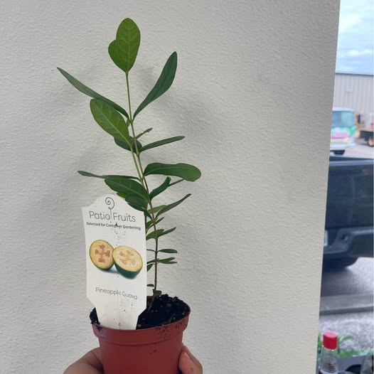 Pineapple Guava Starter Plant — Healthy Feijoa