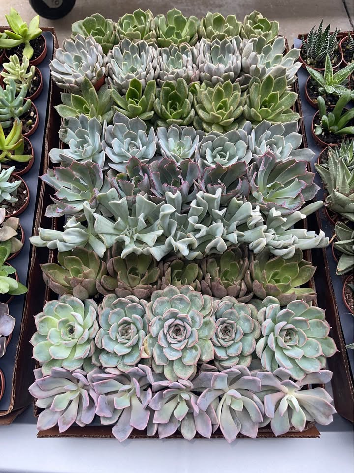 Assorted Colorful Succulent Plants Facebook photo 4