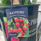 Live Raspberry Plant — Sweet Red Raspberries product photo