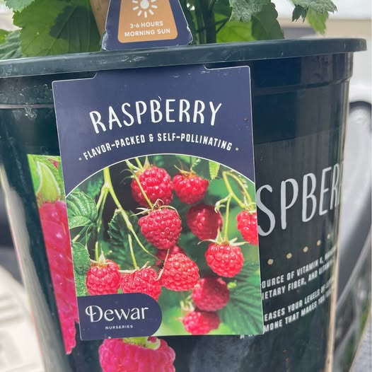 Live Raspberry Plant — Sweet Red Raspberries