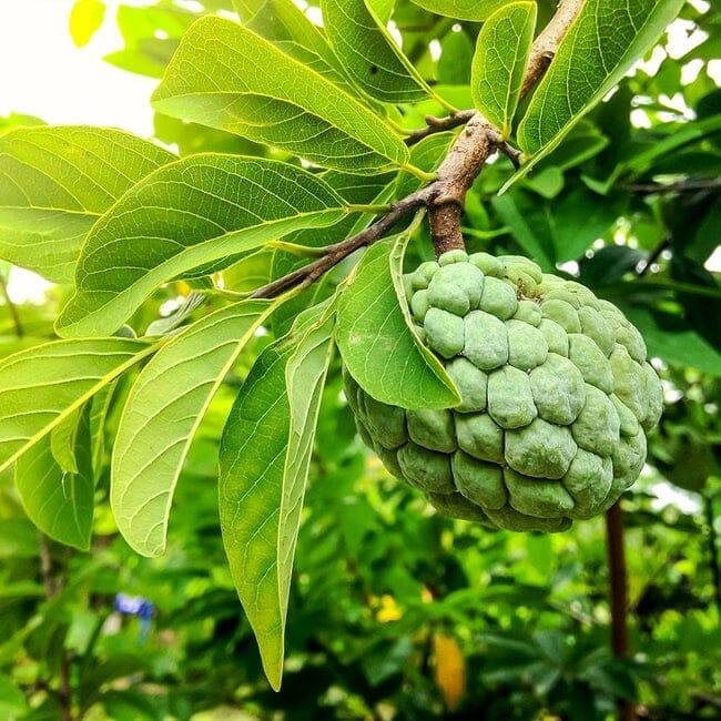 Sugar Apple Tree — Thai Lessard Variety Facebook photo 9