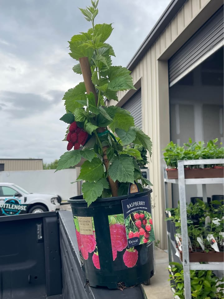 Live Raspberry Plant — Sweet Red Raspberries alternate view