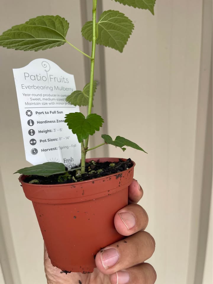 Sweet Everbearing Mulberry Tree — Rooted Live Fruit Plant Facebook photo 4