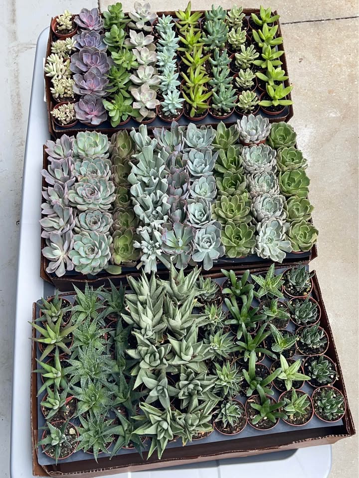 Assorted Colorful Succulent Plants Facebook photo 3