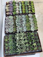 Assorted Colorful Succulent Plants Facebook photo 3