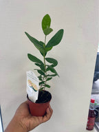 Pineapple Guava Starter Plant — Healthy Feijoa Facebook photo 2