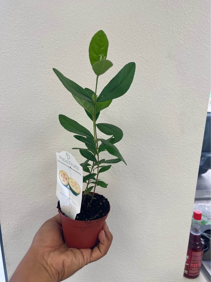 Pineapple Guava Starter Plant — Healthy Feijoa Facebook photo 2