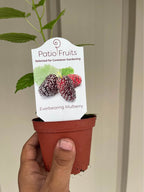 Sweet Everbearing Mulberry Tree — Rooted Live Fruit Plant Facebook photo 3