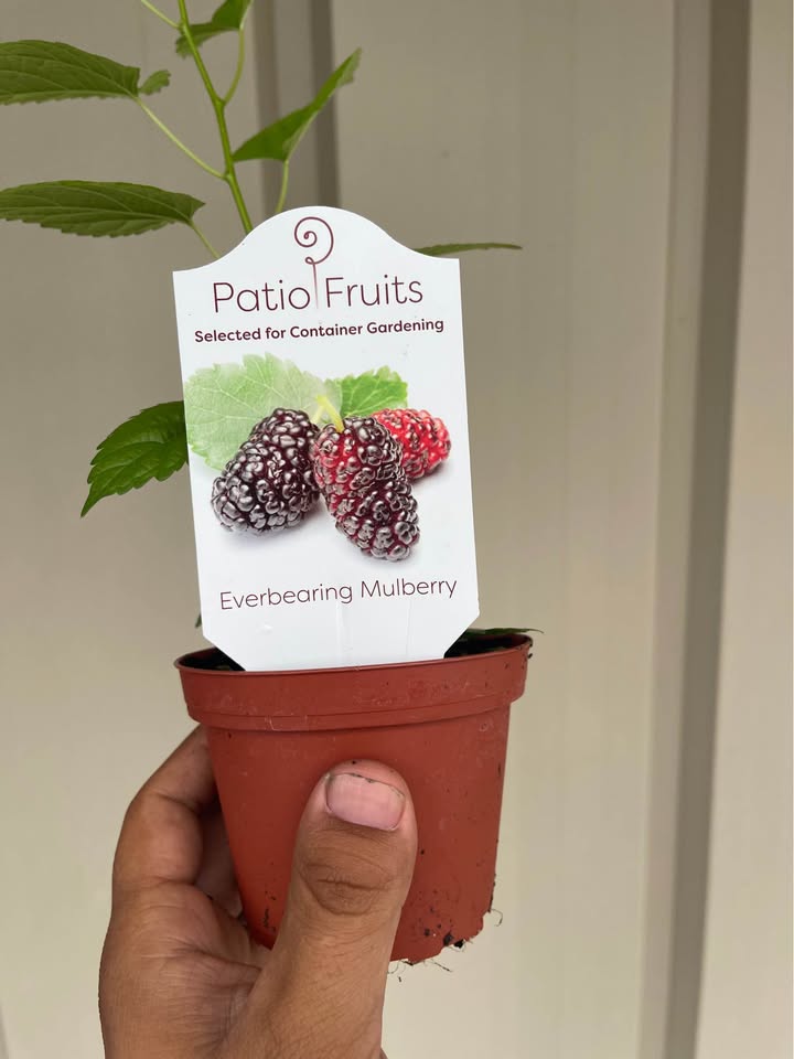 Sweet Everbearing Mulberry Tree — Rooted Live Fruit Plant Facebook photo 3