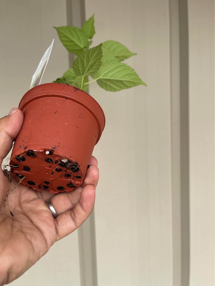 Sweet Everbearing Mulberry Tree — Rooted Live Fruit Plant Facebook photo 5