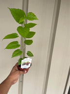 Sweet Everbearing Mulberry Tree — Rooted Live Fruit Plant Facebook photo 6