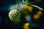 Sugar Apple Tree — Thai Lessard Variety Facebook photo 10
