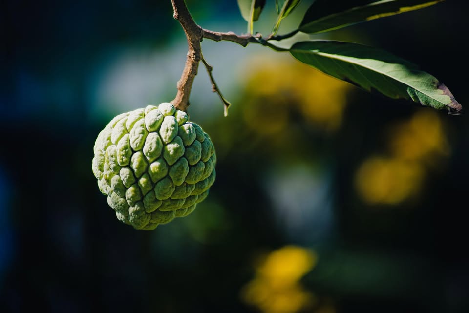 Sugar Apple Tree — Thai Lessard Variety Facebook photo 10
