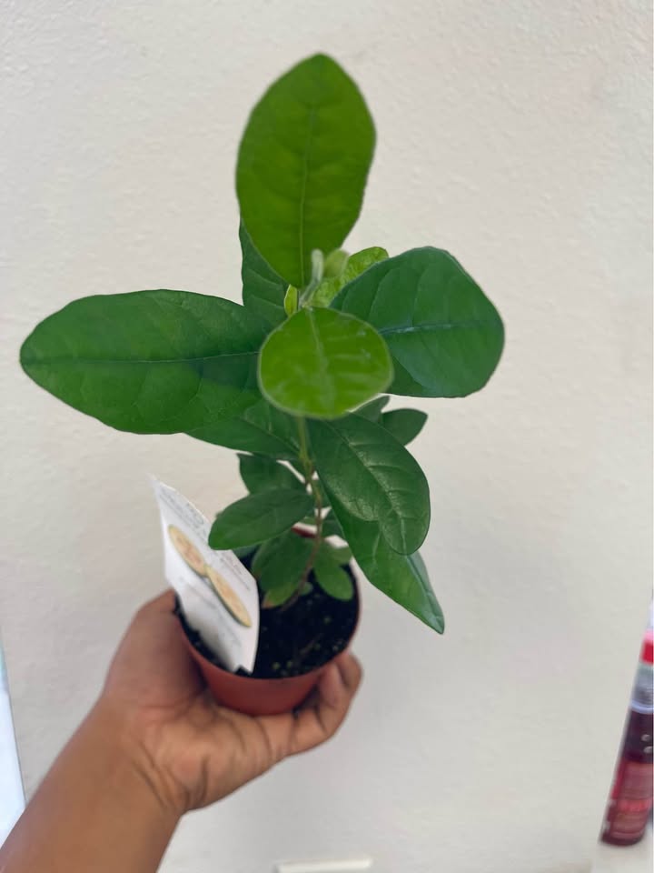 Pineapple Guava Starter Plant — Healthy Feijoa Facebook photo 4