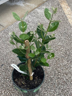 Pineapple Guava (Feijoa) Fruit Tree Facebook photo 5
