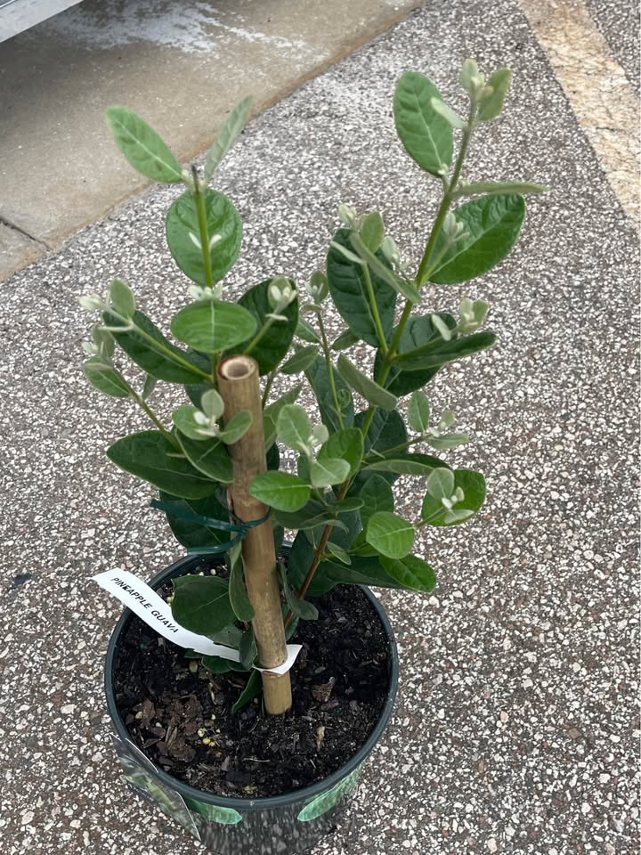 Pineapple Guava (Feijoa) Fruit Tree Facebook photo 5