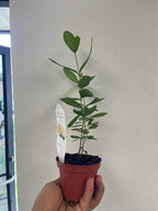 Pineapple Guava Starter Plant — Healthy Feijoa Facebook photo 6