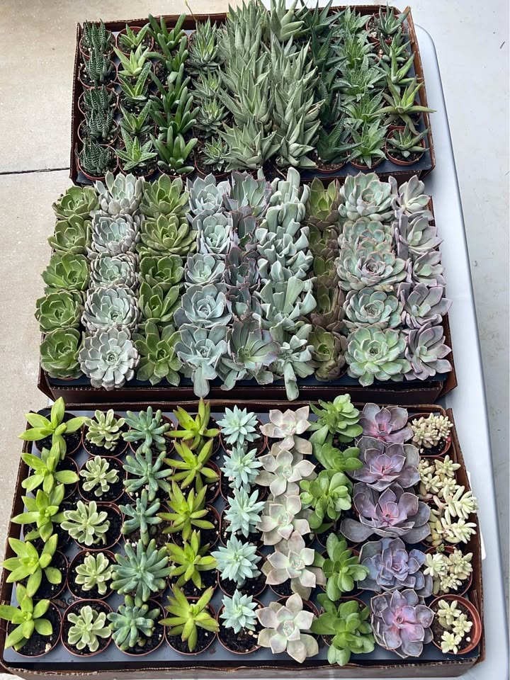 Assorted Colorful Succulent Plants Facebook photo 6