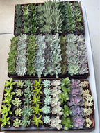 Assorted Colorful Succulent Plants Facebook photo 6