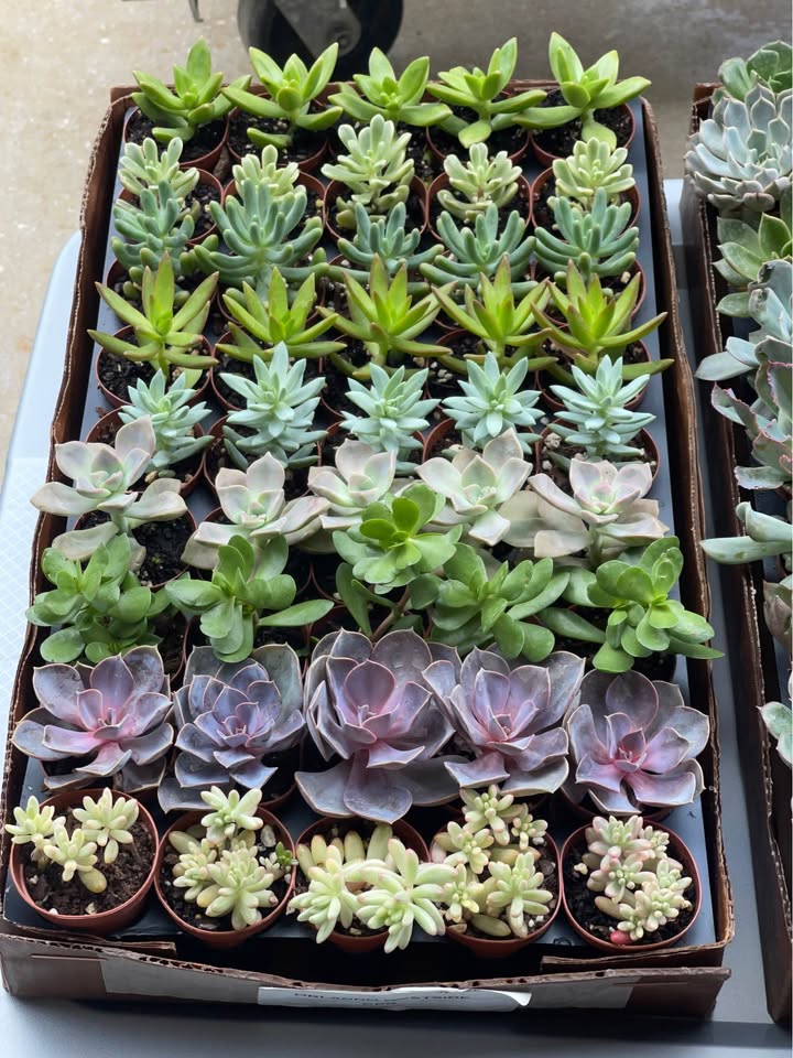 Assorted Colorful Succulent Plants Facebook photo 2