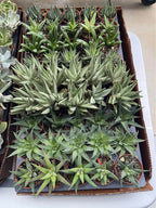 Assorted Colorful Succulent Plants Facebook photo 5