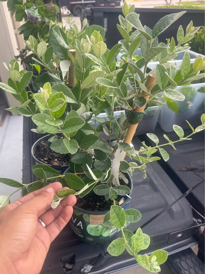 Pineapple Guava (Feijoa) Fruit Tree Facebook photo 4