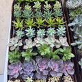 Assorted Colorful Succulent Plants product photo
