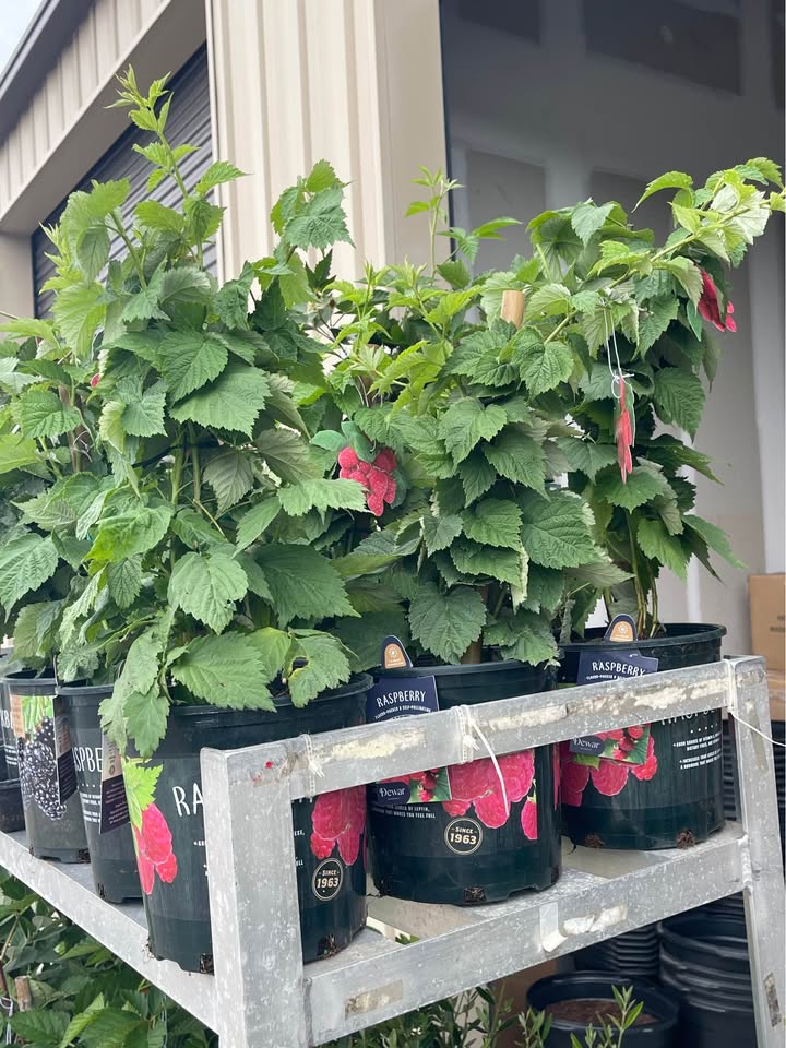 Live Raspberry Plant — Sweet Red Raspberries Facebook photo 6