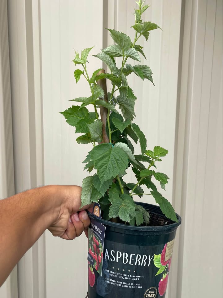 Live Raspberry Plant — Sweet Red Raspberries Facebook photo 5
