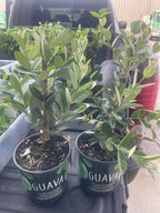 Pineapple Guava (Feijoa) Fruit Tree Facebook photo 3